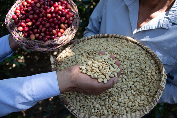Proceso del café